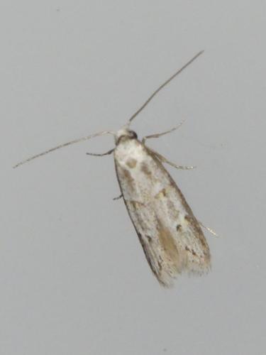 Symmocini